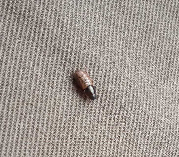 Aphodius obliteratus - sötétjegyű trágyabogár