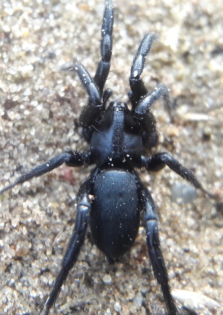 Zelotes petrensis