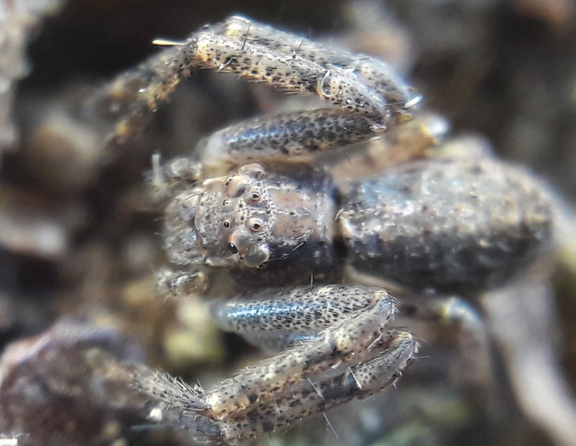 Tmarus stellio