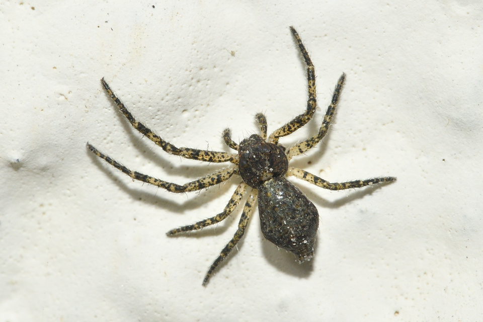 Tmarus