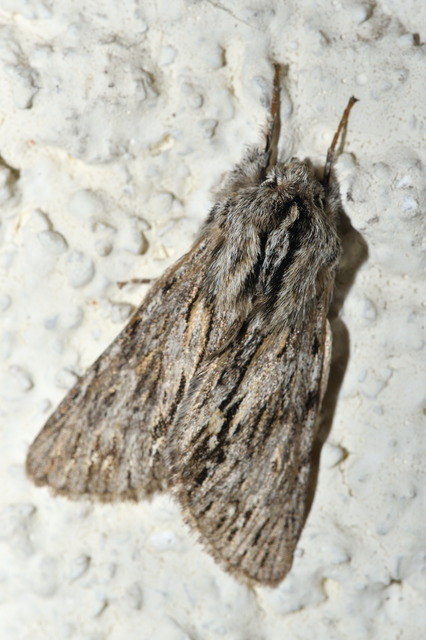 Asteroscopus sphinx - csillagnéző bundásbagoly