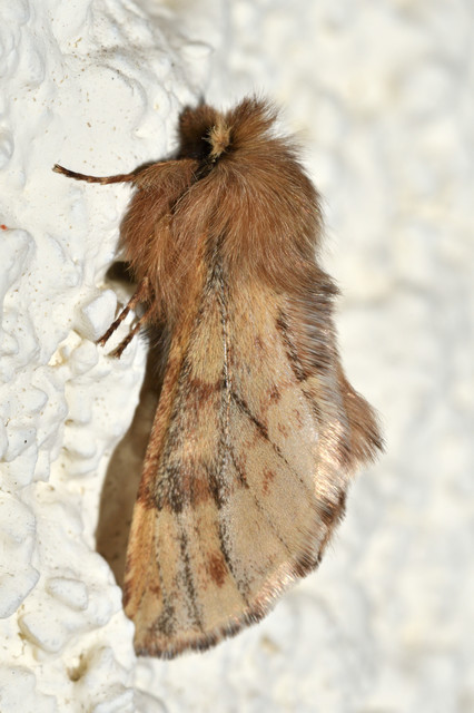Ptilophora plumigera - tollas púposszövő