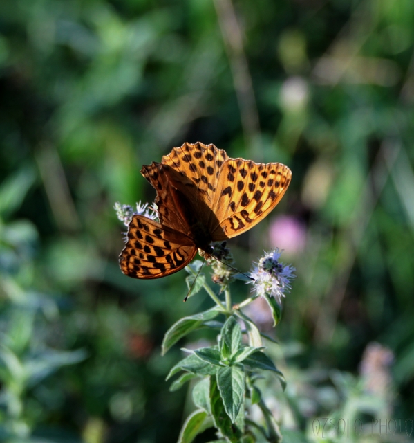 Argynnis paphia - nagy gyöngyházlepke