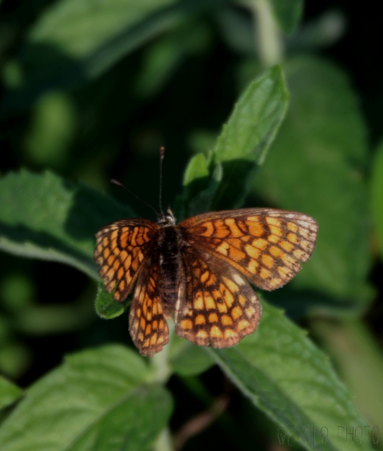 Melitaea athalia - közönséges tarkalepke