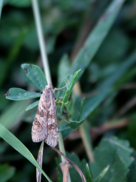 Nomophila noctuella - közönséges vándormoly