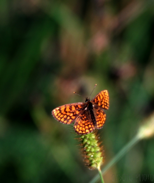 Melitaea athalia - közönséges tarkalepke