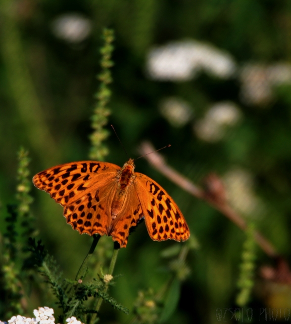Argynnis paphia - nagy gyöngyházlepke