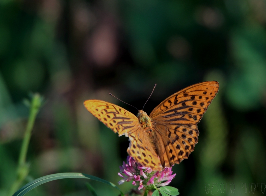 Argynnis paphia - nagy gyöngyházlepke