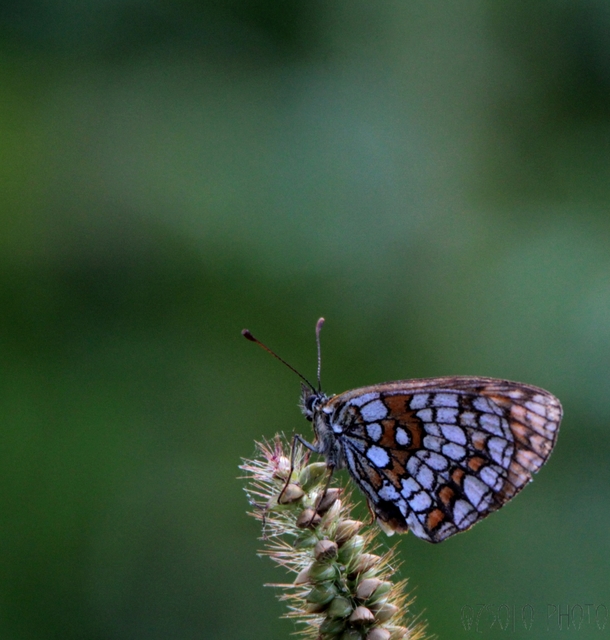Melitaea athalia - közönséges tarkalepke