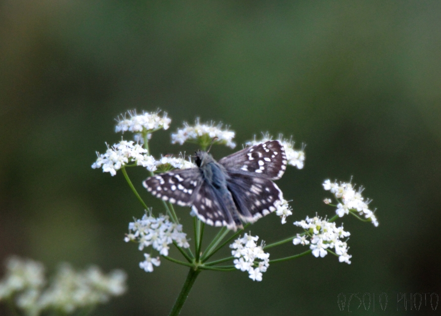 Pyrgus armoricanus - feles busalepke
