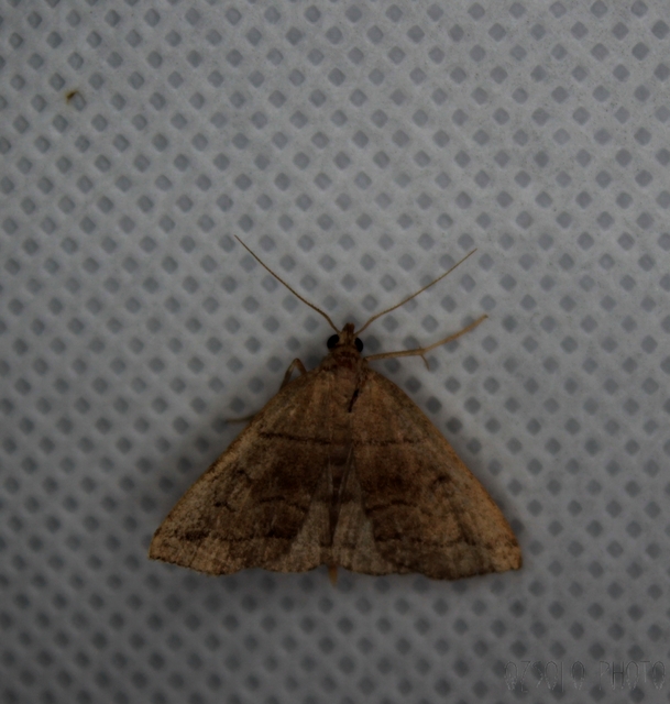 Herminia tarsicrinalis - szőröslábú karcsúbagoly