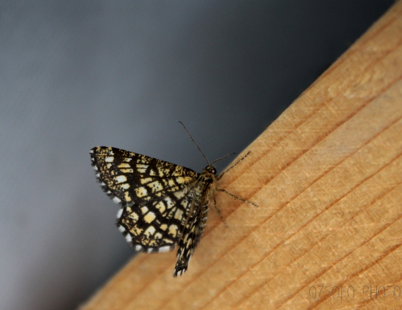 Chiasmia clathrata - rácsos rétiaraszoló