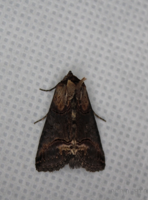 Abrostola triplasia - közönséges csalánbagoly