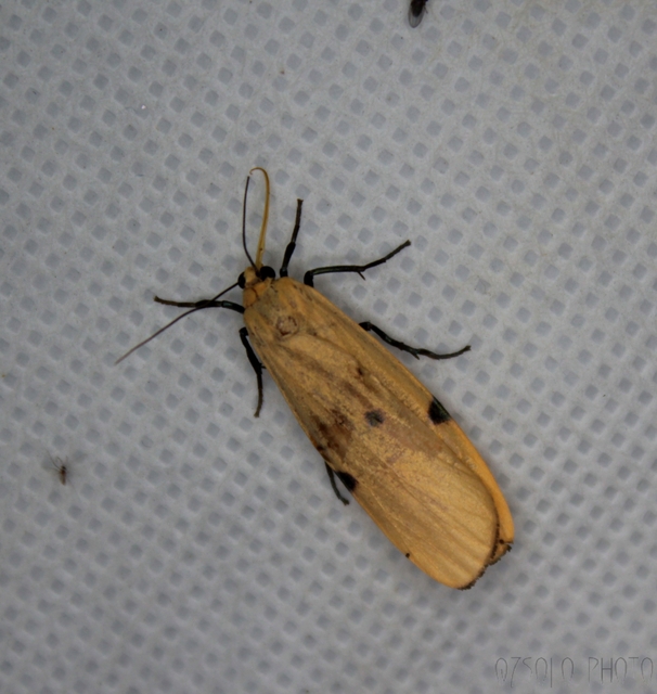 Lithosia quadra - négypettyes zuzmószövő