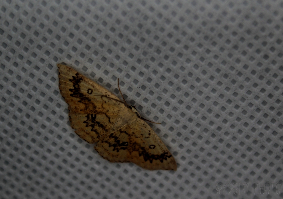 Cyclophora annularia - gyűrűs pettyesaraszoló