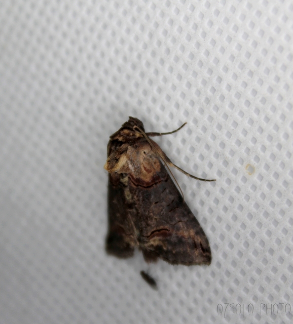 Abrostola triplasia - közönséges csalánbagoly
