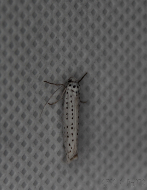 Yponomeuta