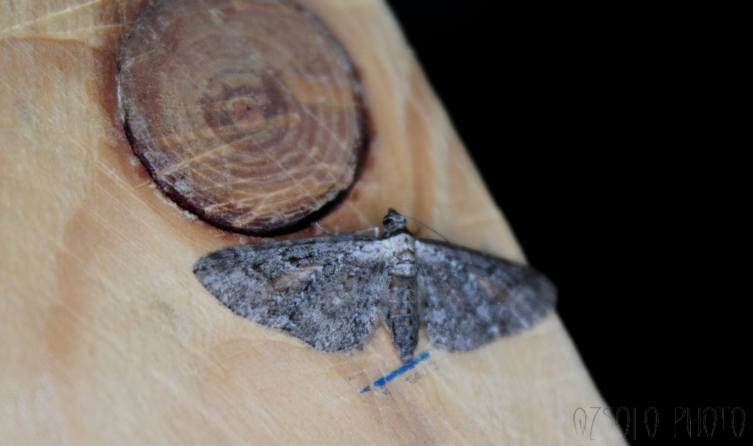 Eupithecia icterata - rozsdafoltos törpearaszoló