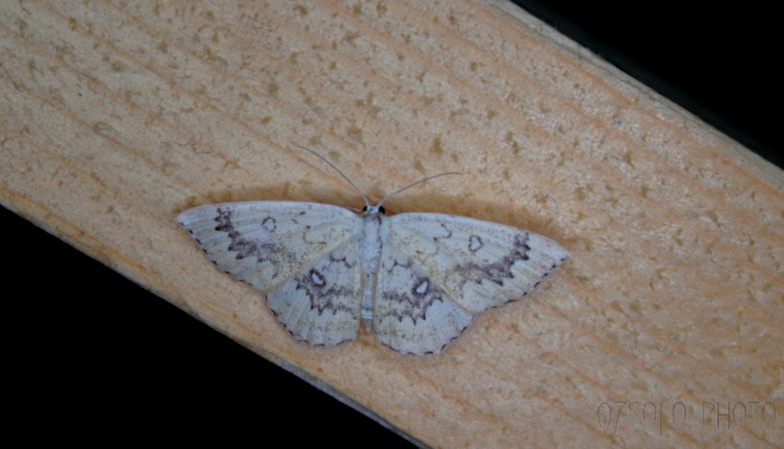 Cyclophora annularia - gyűrűs pettyesaraszoló