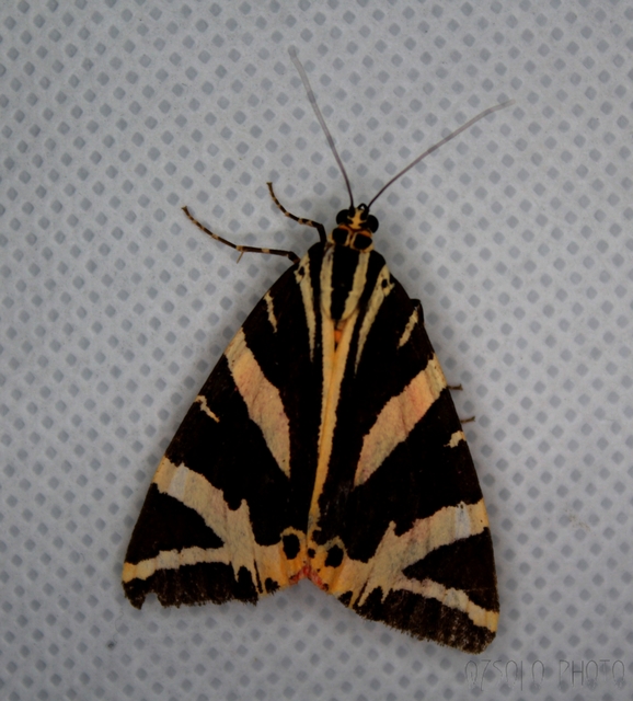 Euplagia quadripunctaria - csíkos medvelepke