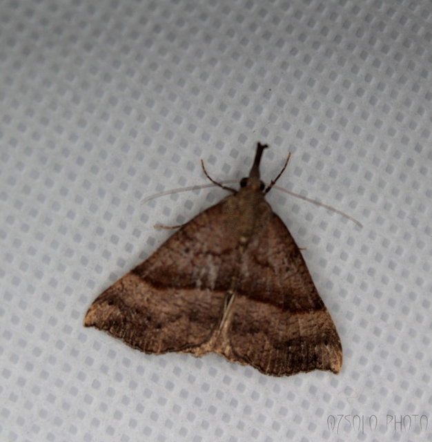 Hypena proboscidalis - ormányos karcsúbagoly