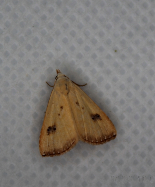 Rivula sericealis - selymes lórombagoly
