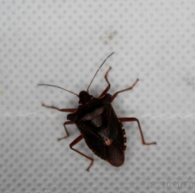 Pentatoma rufipes - vöröslábú címerespoloska Pentatoma rufipes - vöröslábú címerespoloska