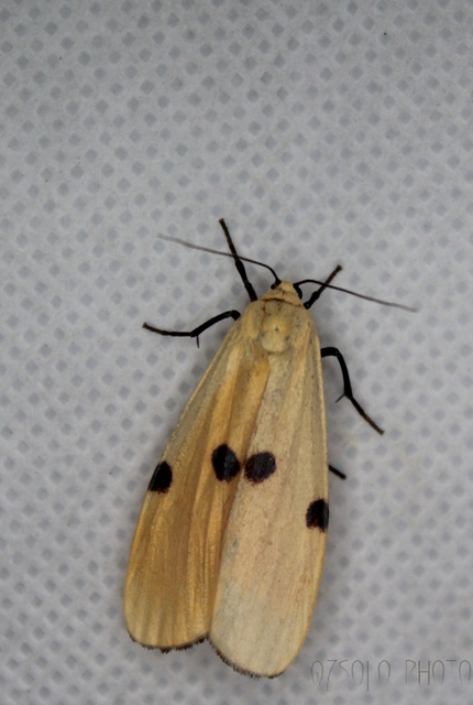 Lithosia quadra - négypettyes zuzmószövő
