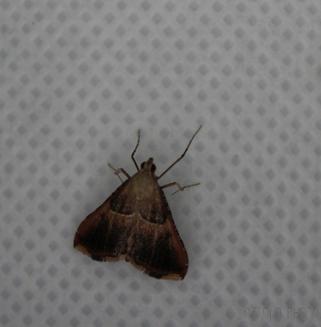Endotricha flammealis - tüzesszárnyú fényilonca