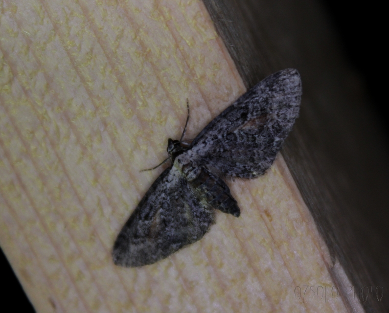 Eupithecia icterata - rozsdafoltos törpearaszoló