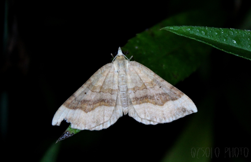 Scotopteryx chenopodiata - libatop-araszoló