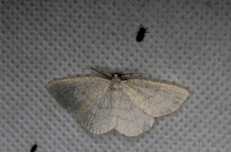 Cabera exanthemata - pettyes égeraraszoló