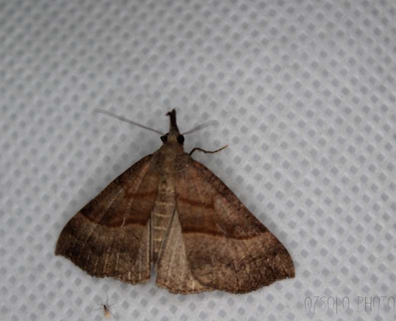 Hypena proboscidalis - ormányos karcsúbagoly
