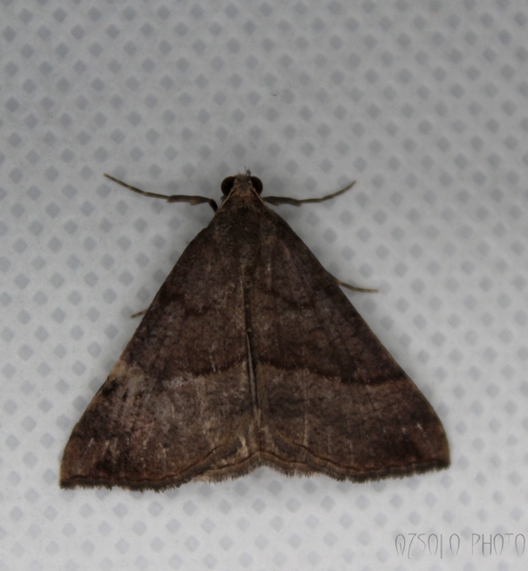 Hypena proboscidalis - ormányos karcsúbagoly
