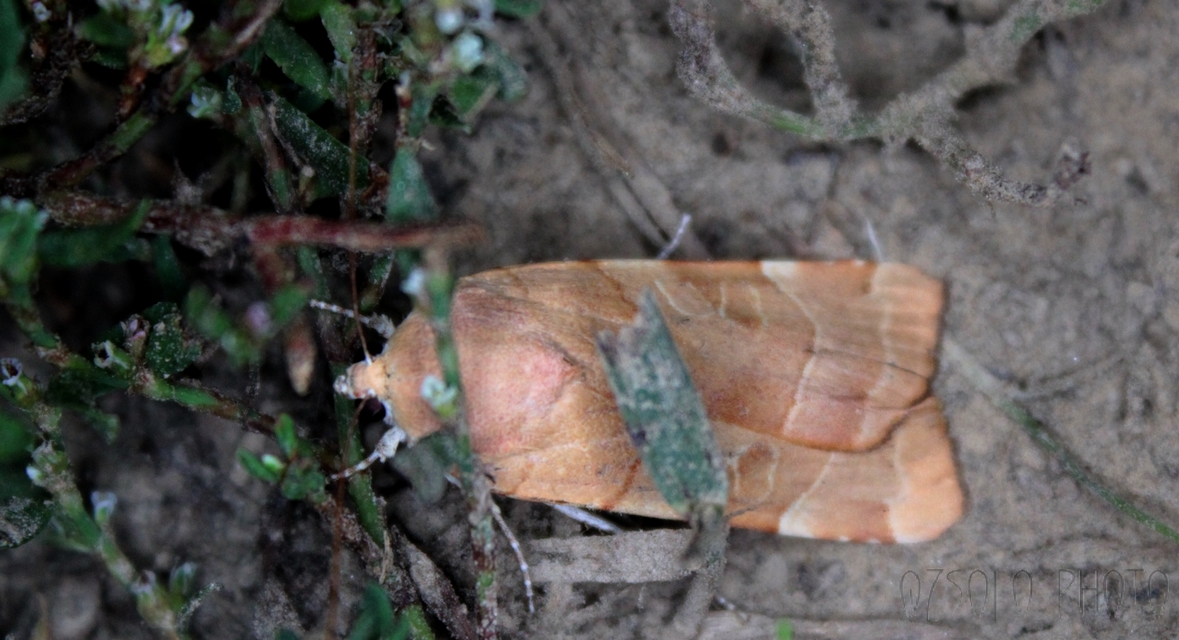 Noctua fimbriata - szélessávú sárgafűbagoly