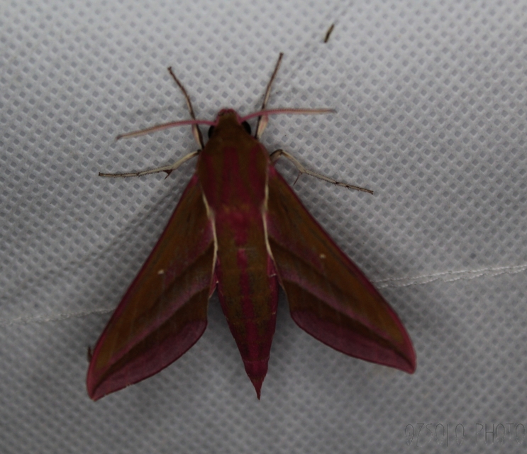 Deilephila elpenor - szőlőszender