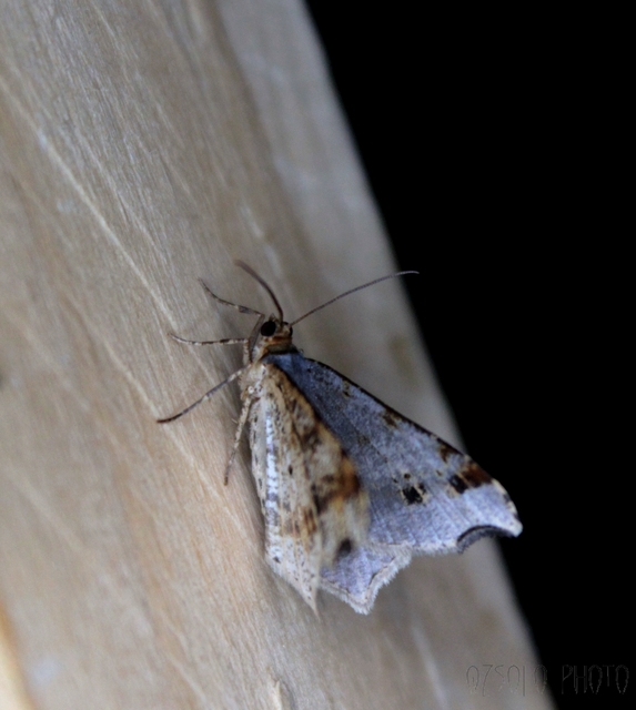 Macaria alternata - közönséges szürkearaszoló