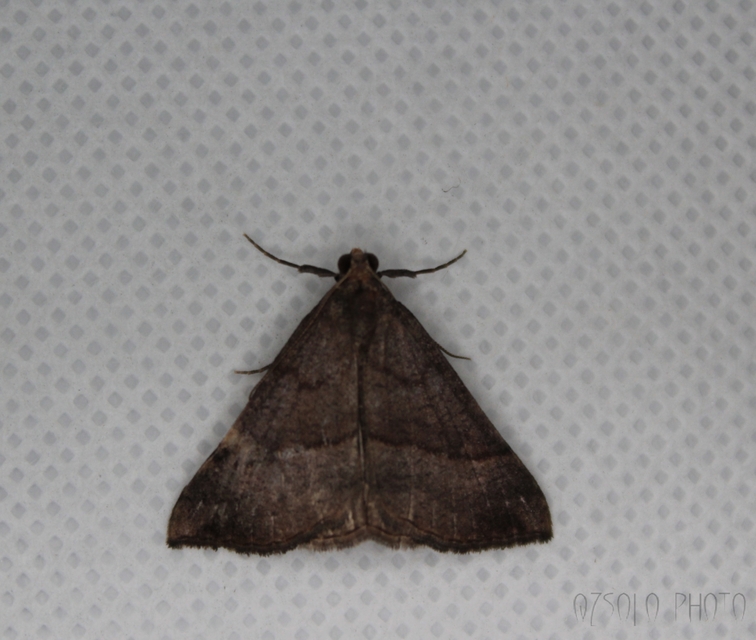 Hypena proboscidalis - ormányos karcsúbagoly