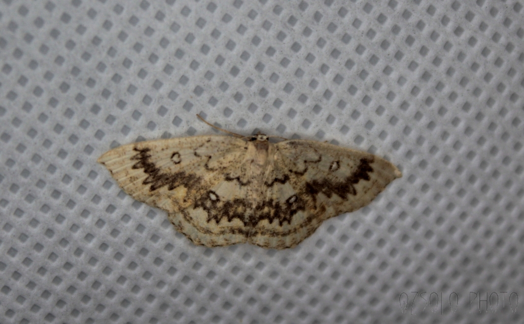 Cyclophora annularia - gyűrűs pettyesaraszoló
