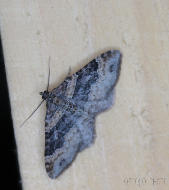 Xanthorhoe ferrugata - kerti tarkaaraszoló