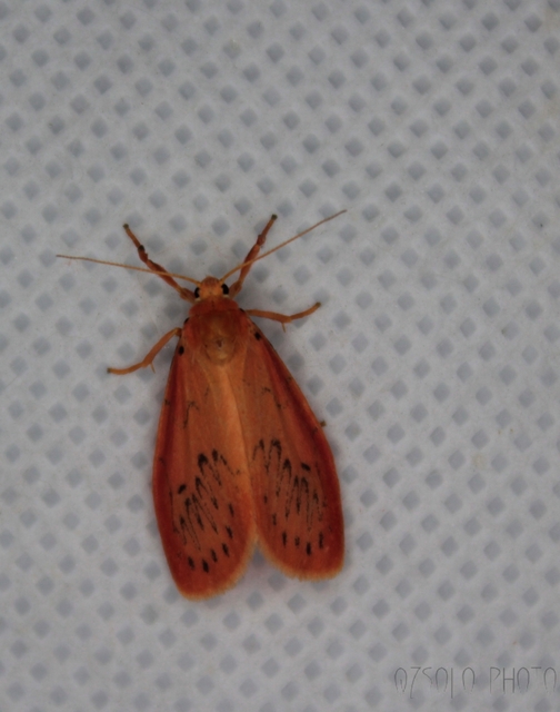 Miltochrista miniata - piros medvelepke