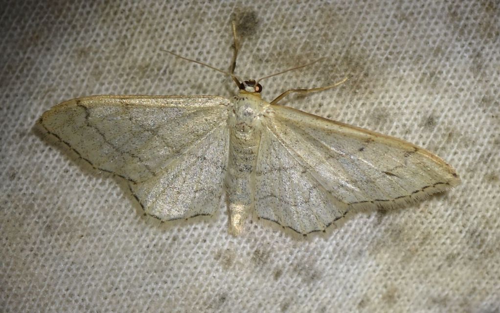 Idaea deversaria - egyszínű sávosaraszoló