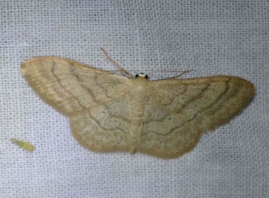 Idaea deversaria - egyszínű sávosaraszoló