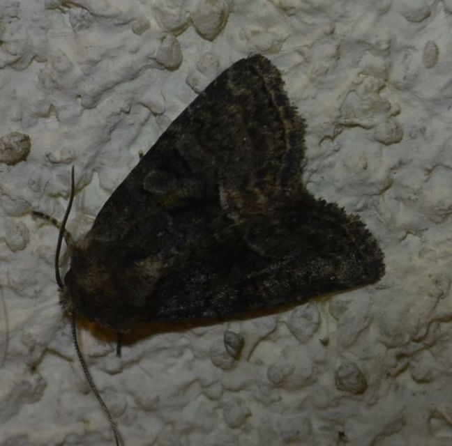 Oligia strigilis/latruncula/versicolor