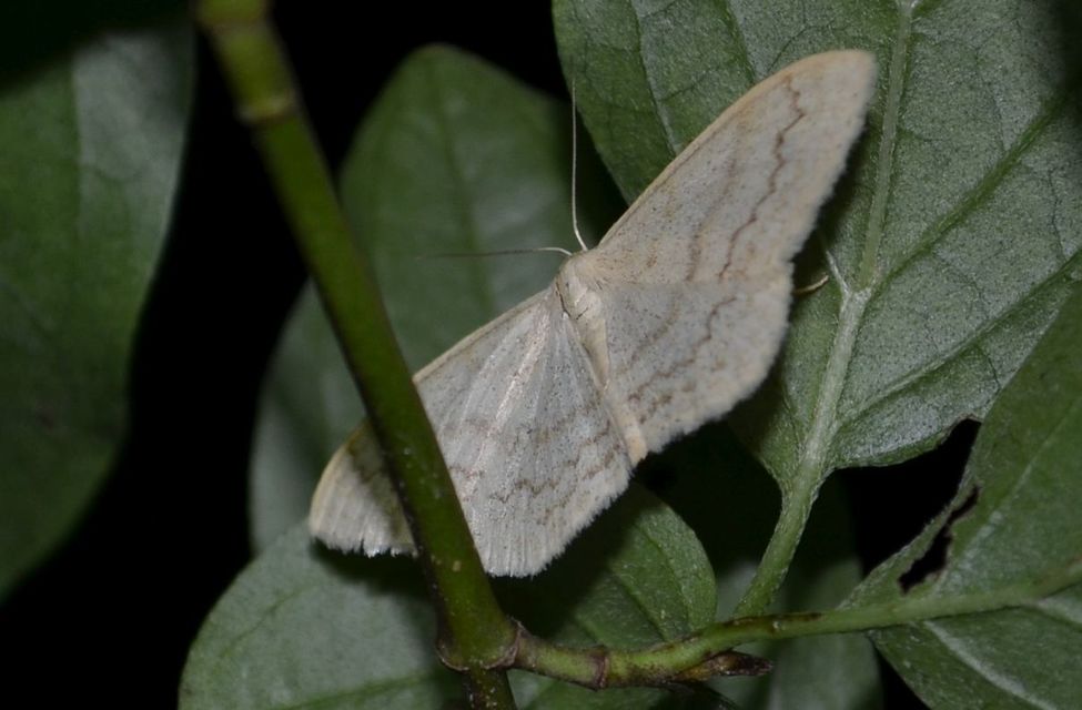 Scopula floslactata - tejfehér sávosaraszoló