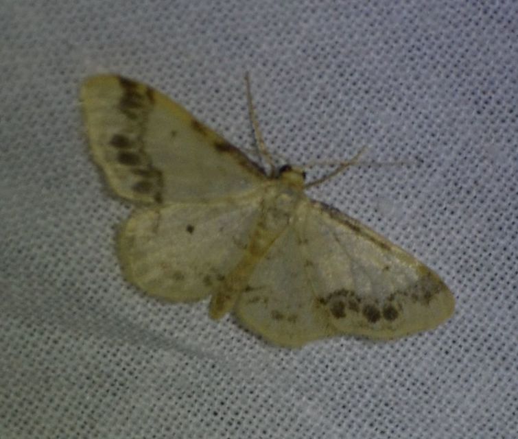 Idaea trigeminata - csúcsfoltos apróaraszoló