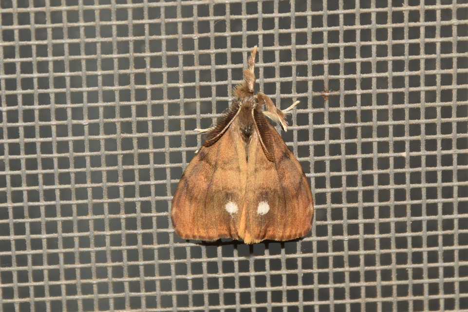 Orgyia antiqua - rozsdabarna kisszövő