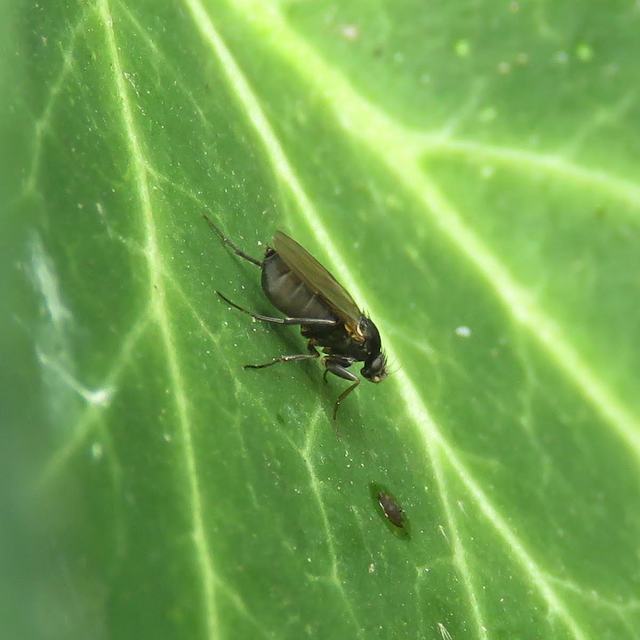 Phoridae - púposlégyfélék