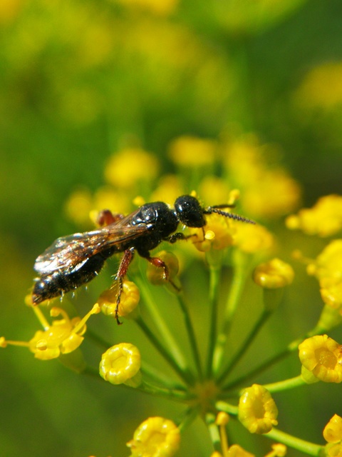 Tiphiidae - bogárrontódarazsak