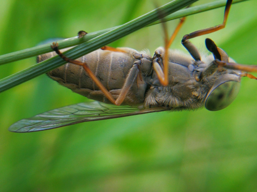 Tabanidae - böglyök
